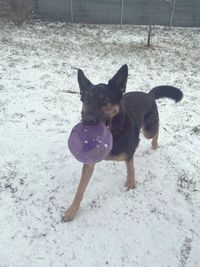 Sch&auml;ferhunf-Mix beim Spielen mit Ball im Schnee