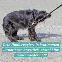 ängstlicher Hund zieht an der Leine und möchte nicht weitergehen